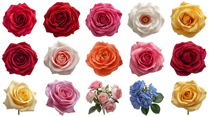 Realistic Roses Collection – Transparent Background