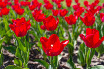 Obraz premium Scenic Landscape of Blooming Red Tulip Field