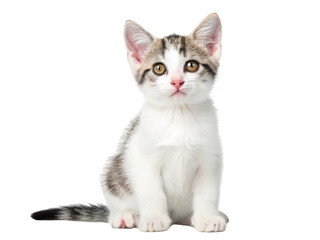 Obraz premium Cute kitten sitting isolated on transparent background looking forward