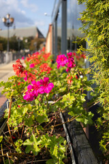 Red and pink geranium flowers in a street planter with green foliage and urban background.