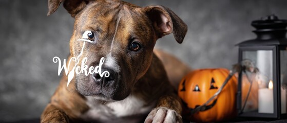 Adorable brindle dog with Wicked text overlay, posing with a Halloween pumpkin and lantern indoors Concept of spooky season, pets, and festive holiday