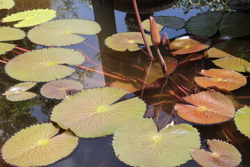 lotus flower plant with leaf