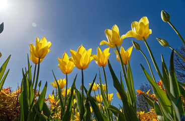 Yellow Tulips with Leaves against Blue Sky Background