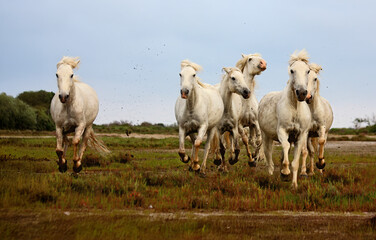 Obraz premium herd of horses on pasture