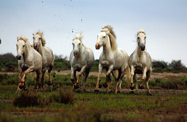 horses in the field