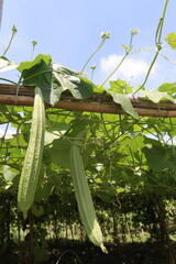Luffa acutangula on farm for harvest