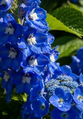 Vibrant Delphinium Blossom Display with Delicate Water Droplets Accent