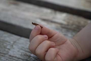hand holding caterpillar