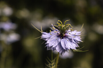blue nigella
