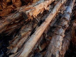 pile of trees. texture of galam bark. galam tree