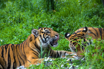 Two young Sumatran tigers in the grass at the zoo