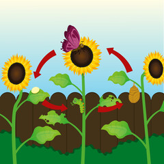 illustration of butterfly life cycle