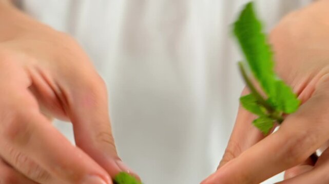 Woman hands tears mint leaves preparing food or drink with herbs on kitchen. Preparing fresh homemade vitamin drink with organic products, herbs mint, melissa. Recipe cuisine culinary ingredient.