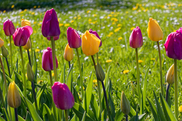 Scenic View of Purple and Pink Tulips with Green Field of Daisies and Dandelions