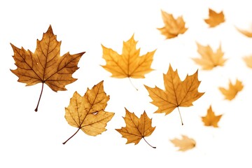 Autumn leaves isolated on white background, a beautiful arrangement of fall foliage in warm, vibrant colors