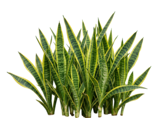Group of snake plants isolated PNG, evergreen perennial with sword-like foliage for indoor air purification