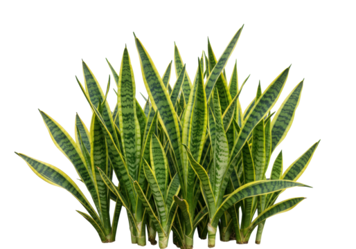 Group of snake plants isolated PNG, evergreen perennial with sword-like foliage for indoor air purification