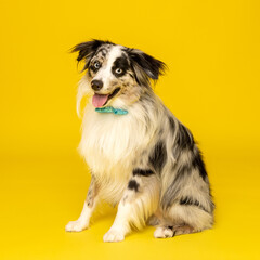 Australian Shepherd on Yellow Background