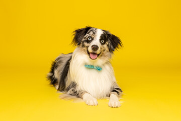 Fototapeta premium Australian Shepherd Lying Down