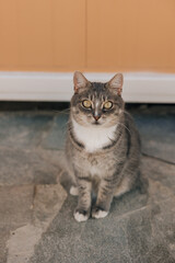 Close-up of an adorable tabby cat with bright eyes and white chest fur, calmly sitting outdoors on...