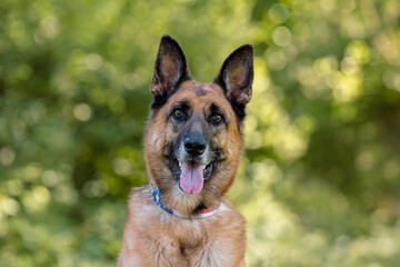 Belgian Malinois Outdoors