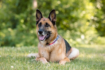 Belgian Malinois Enjoying the Park