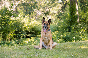 Belgian Malinois Sitting in the Park