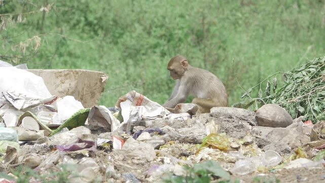 A Monkey's Tragic Story - Life in the Trash
