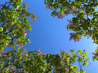 Lilac blossom against sky in the spring garden.