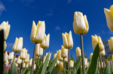 Obraz premium Field of Yellow Tulips against Blue Sky, Low Angle View
