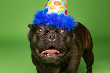 French Bulldog Birthday Portrait