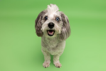 Small Poodle Mix Facing Forward