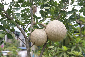 Wood-apple on tree in farm