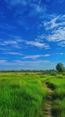 Lush green field, pathway, with clear blue sky, fluffy clouds & distant trees