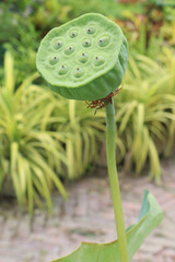 Nelumbo nucifera also called yellow lotus flower on pot
