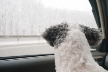 Dog traveling in the car in winter