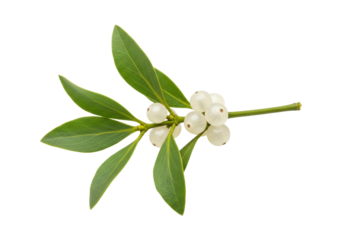 Mistletoe sprig with white berries isolated on a clean backdrop, festive plant for Christmas and winter holiday decor PNG
