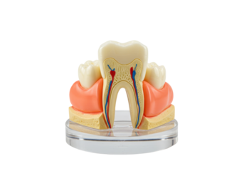 Detailed tooth model isolated on transparent background, anatomical dental cross-section for educational and medical purposes, molar anatomy