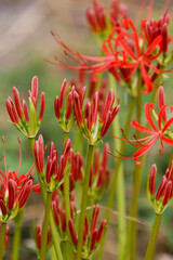 ヒガンバナの蕾02