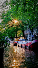 Fototapeta premium Houseboats and greenery along an Amsterdam canal at sunset