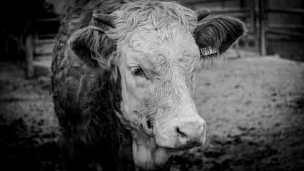 Monochrome close-up portrait of a shaggy cow with a somber expression