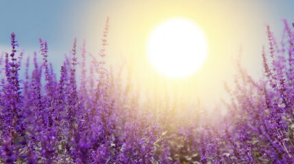 Fototapeta premium Beautiful lavender flowers bloom in sunlight during a warm spring morning in a peaceful garden setting