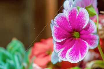 Multicolored poison primrose flowers growing on a clay pot against a window, in a house in the eastern Andean mountains of central Colombia, near the town of Villa de Leyva.