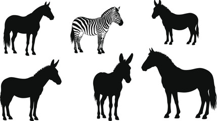 Zebra with black and white stripes surrounded by horse and donkey silhouettes, equine animal comparison illustration, wildlife identification artwork, cad drawing flat vector illustration
