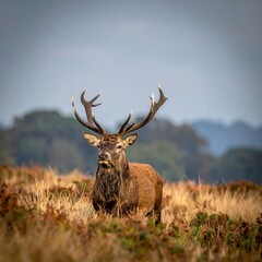 Majestic stag in autumnal landscape