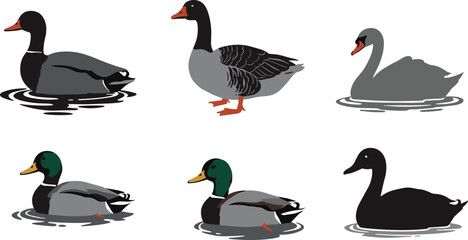 Waterfowl birds collection, ducks geese swans illustration, colorful vector artwork, educational animal drawing, wildlife species identification, nature design, cad drawing flat vector illustration © Itz Joydip