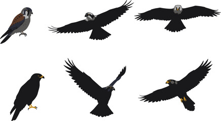 Falcon bird of prey illustration, flying falcon silhouette, perched falcon drawing, hunting raptor artwork, detailed falcon anatomy, wildlife predator, cad drawing flat vector illustration