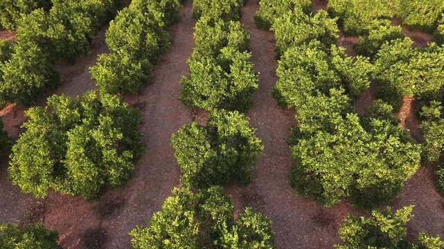 Drone footage close-up of rows of orange trees in Mediterranean farmland. Detailed view of citrus plantation with green foliage and dry soil.