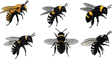 Honeybee, bumblebee, striped bee, flying insect, pollinator illustration set, yellow and black insect artwork, entomology vector collection, cad drawing flat vector illustration