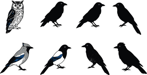 Silhouette birds, colorful bird illustrations, flying bird icons, perched bird shapes, wildlife drawing, avian species, nature art, educational ornithology chart, cad drawing flat vector illustration